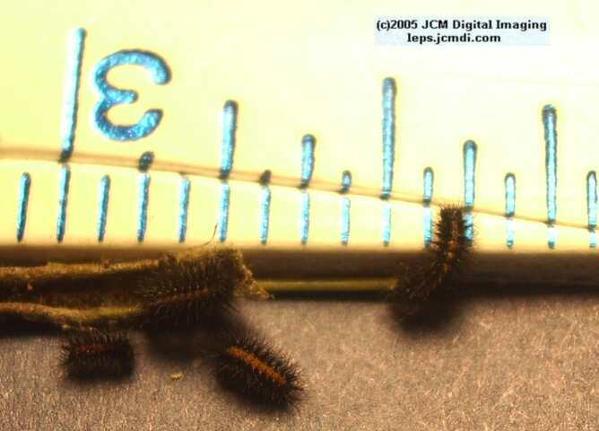 Chalcedon Checkerspot (Euphydryas chalcedona) hibernating 2nd / 3rd instar larvae